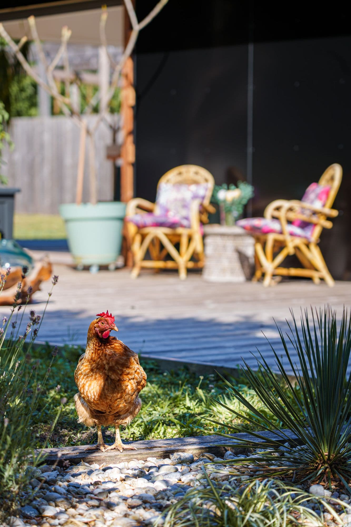 Une poule de la maison en vedette sur la terrasse